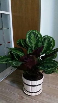 家庭養花大葉
