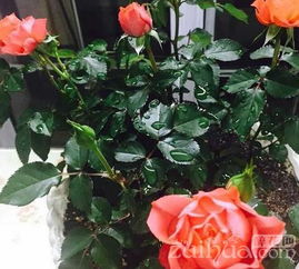 養花卉的小竅門(mén)