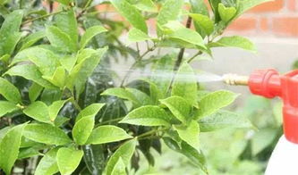 稻糠養花好嗎
