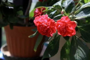 秋冬季如何養花