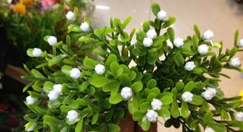 養花采用什么營(yíng)養水比較好