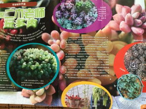 養花日記300字多肉
