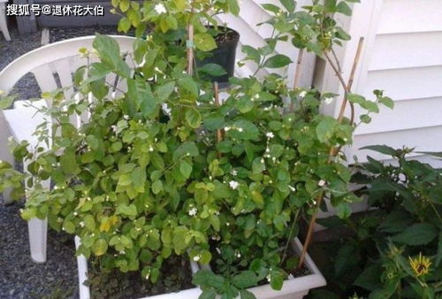 養花粗砂到底是多粗
