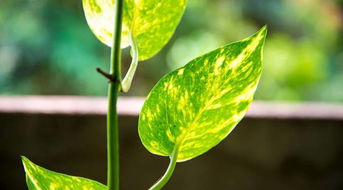 家里養(yǎng)花會(huì)跟人爭氧氣嗎