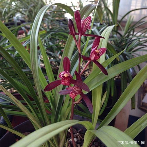 養花有很多飛蟲(chóng)是怎么回事