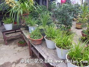 農村養(yǎng)花盆景大全