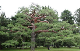 松樹(shù)花絮養花