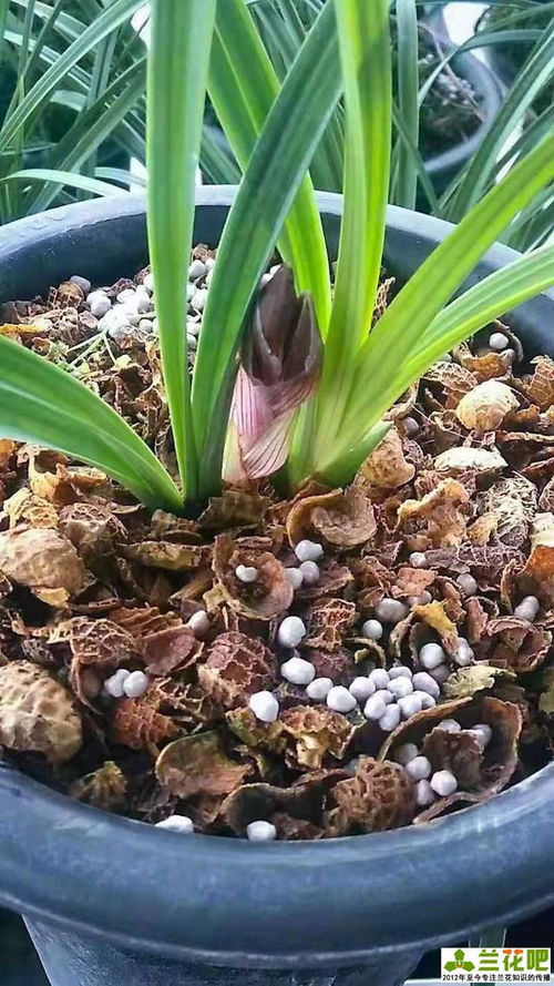 蘭花種養花生殼的使用
