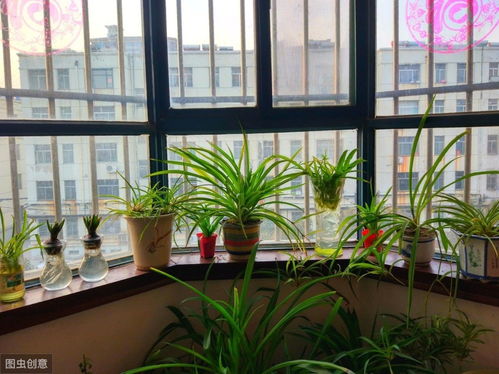 西北陽(yáng)臺不宜養花