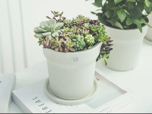 懶人神器怎么養花