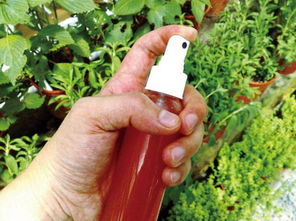 家中養(yǎng)花蚊蟲較多怎樣處理蚊蟲