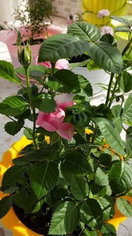 準備入手養花