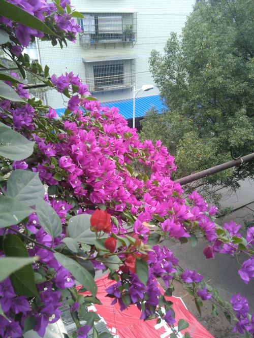 百度直訊養花