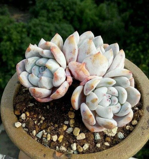 家里養花有多很多多角蟲(chóng)