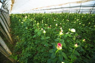 四川綿陽(yáng)養花大棚是政府送花苗嗎