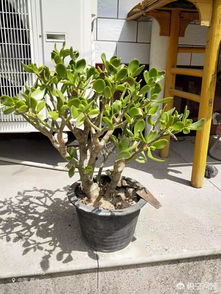在農村養花怎么樣