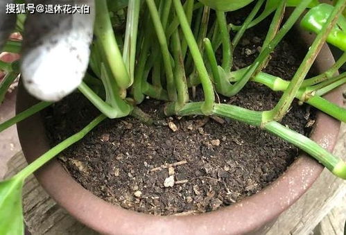 養花不用常換土