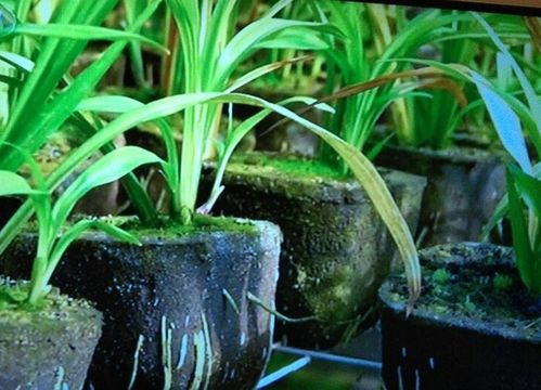 有機豬糞適合養花嗎