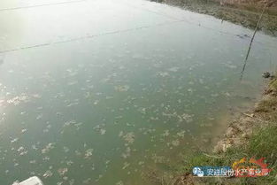 連續陰雨天怎樣養花
