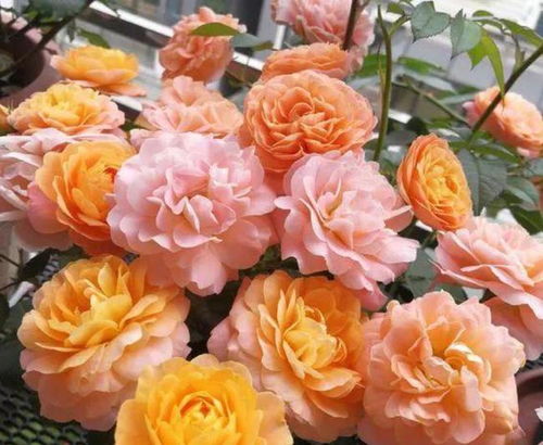 綽青菜的水可以養花嗎