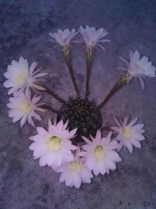 小蘇打養(yǎng)花的好處