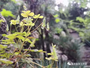 養花沒(méi)有合適的土怎么辦