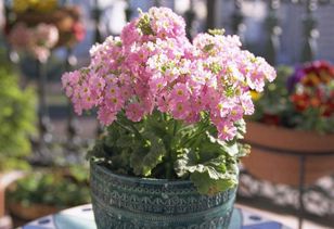 木質(zhì)養花大花盤(pán)