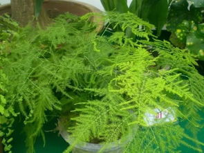 養花種植公眾號