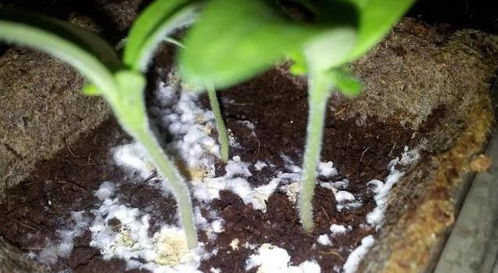養花土壤里有白螞蟻