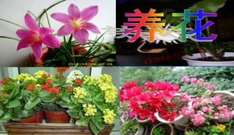 養花教學(xué)體會(huì )