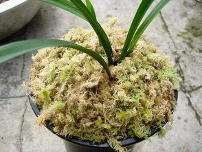 水苔可以養(yǎng)花嗎