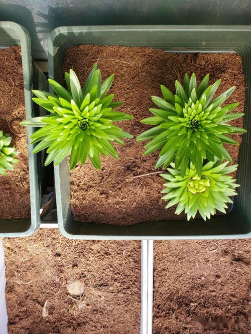 用椰土養花有什么好處