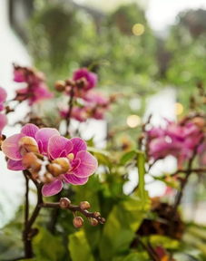 養花育人環(huán)境靜待花開(kāi)