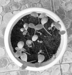 小學(xué)生日記養花