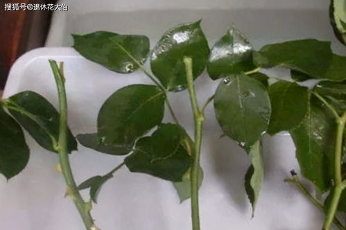 養花的素沙是什么