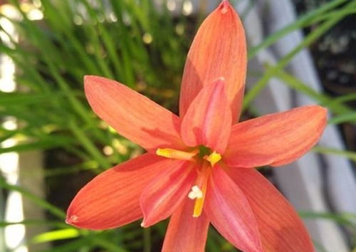 家庭養花最常用的花肥