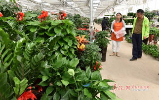 青島枯桃花卉養花培訓