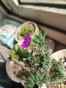 養花人的性格特征