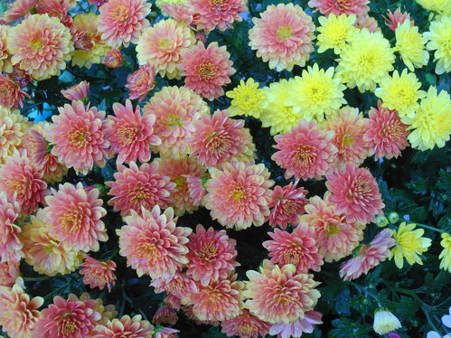 老舍的養花讀后感100字