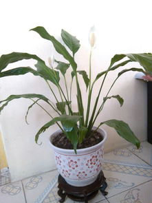 為什么有人不愛(ài)養花