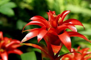 鴻運當頭花養花過(guò)程
