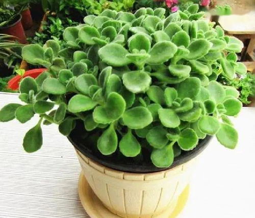 水養花怎么能驅蚊