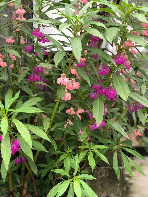 我愛(ài)養花了分幾部分
