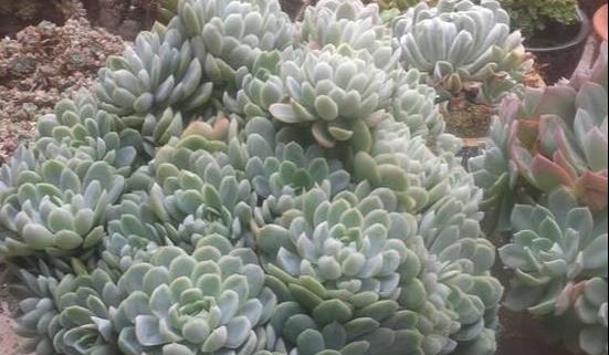 貓糞能養花嗎