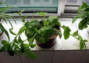 室內養花怎么養好