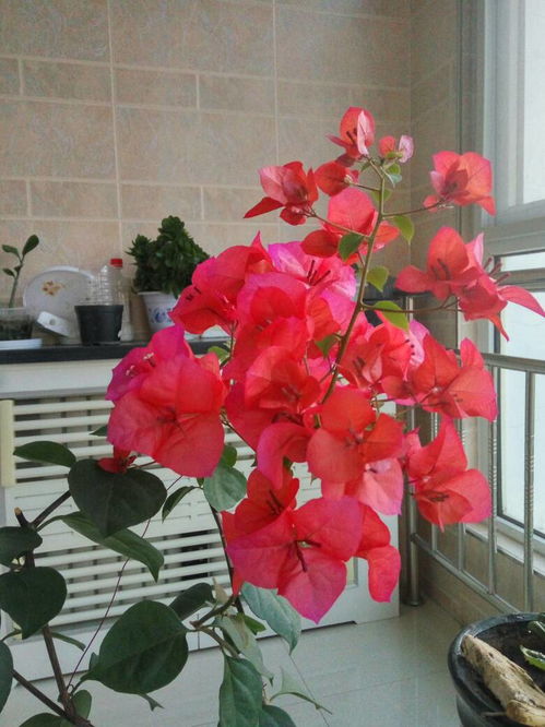 初養花要養什么花