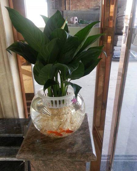 魚(yú)缸可以養花鰱嗎