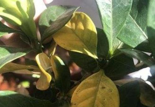 自來(lái)水靜置多久可以養花