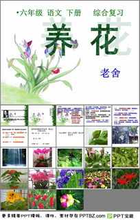 《養花》的課件