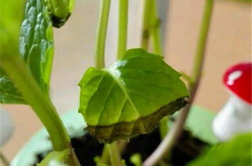 通過(guò)養(yǎng)花作者明白的道理是什么